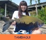 Photo Gallery - Tambaqui