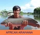 Photo Gallery - African Arawana