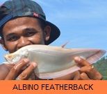 Thai Fish Species - Albino Featherback