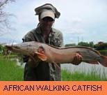Photo Gallery - African Walking Catfish