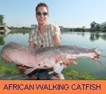Thai Fish Species - African Walking Catfish
