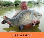 Thai Fish Species - Catla Carp