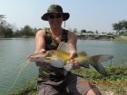 Yellow Catfish