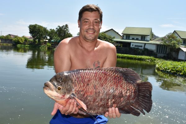 elephant ear giant gourami