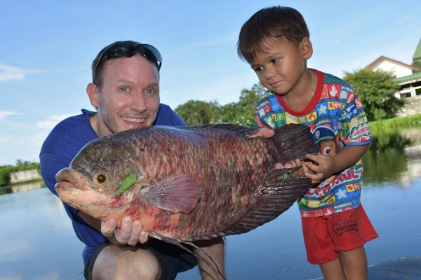 Elephant 2024 ear gourami