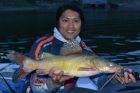 Yellow Catfish