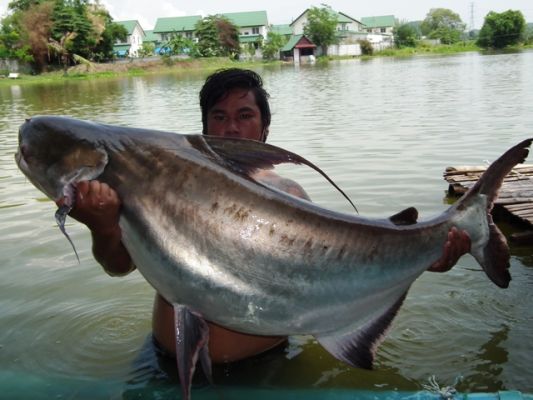 Caught a 55lbs Chao Phraya Catfish on some pretty light gear. : r/Fishing