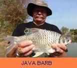 Photo Gallery - Java Barb