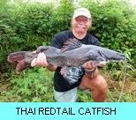 Khao Laem Dam Gallery - Thai Redtail Catfish