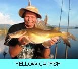 Khao Laem Dam Gallery - Yellow Catfish