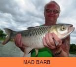 Photo Gallery - Mad Barb