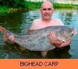 Thai Fish Species - Bighead Carp