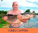 Thai Fish Species - Vundu Catfish