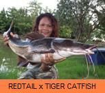 Photo Gallery - Redtail x Tiger Catfish