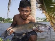 Thai Fish Species - Blue Channel Catfish