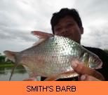 Photo Gallery - Smith's Barb