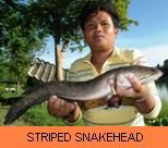 Photo Gallery - Striped Snakehead