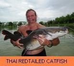 Photo Gallery - Thai Redtailed Catfish