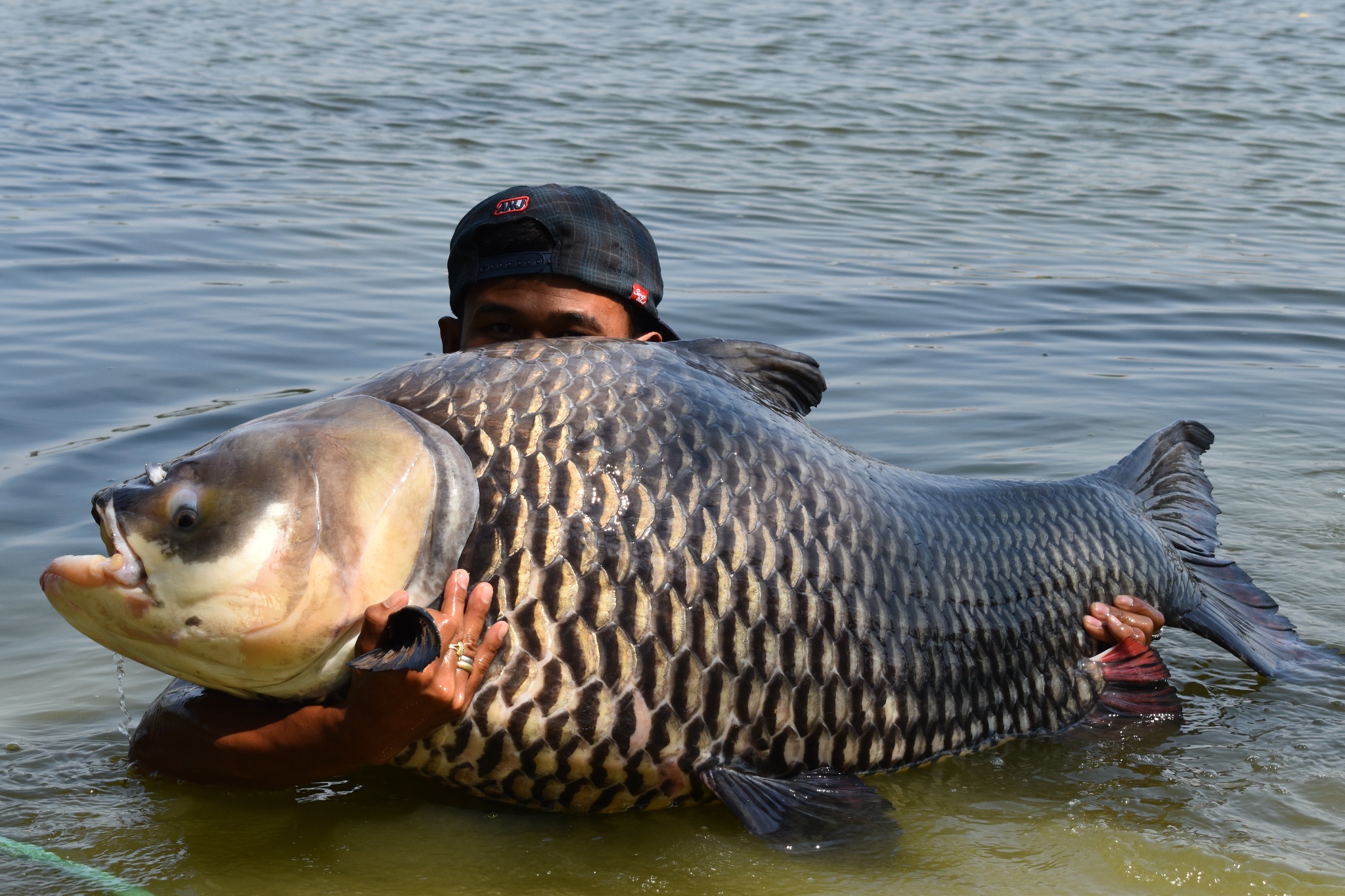 Siamese Carp Gallery PTL 13