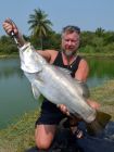 Barramundi