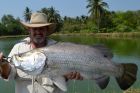 Barramundi