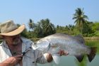 Barramundi