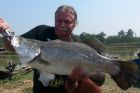 Barramundi