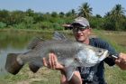 Barramundi