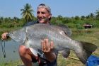 Barramundi