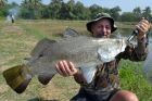 Barramundi