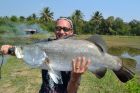 Barramundi