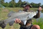 Barramundi