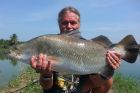 Barramundi