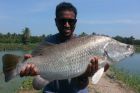 Barramundi