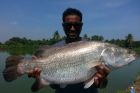 Barramundi