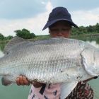 Barramundi