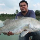 Barramundi