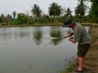 Barramundi