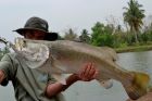 Barramundi