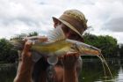 Yellow Catfish